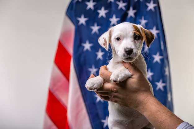 アメリカ独立記念日のコンセプト、男性の手でかわいい子犬ジャックラッセルテリラーは、アメリカの国旗の前でポーズをとる