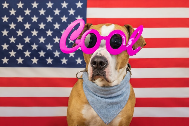 American independence day concept, with staffordshire terrier dog and stars and stripes flag