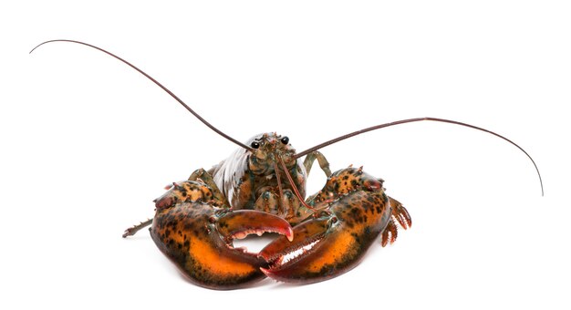 American lobster, Homarus americanus,