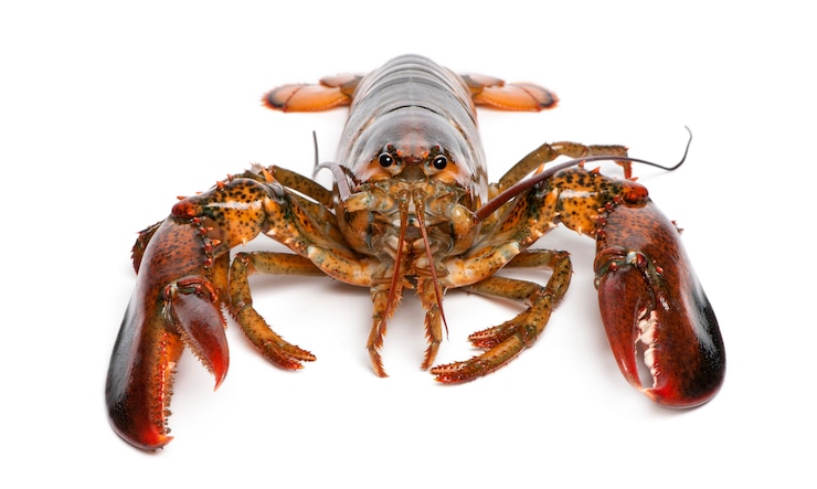 Фотография американский лобстер, homarus americanus,