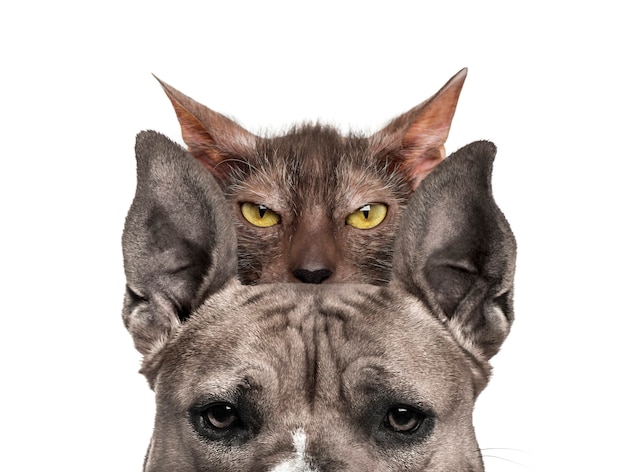 American mastiff with lykoi cat behind, in front of white surface