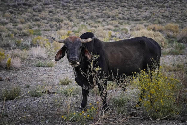 American ox on the side of a typical North American road.