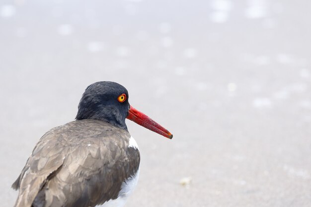 American oystercatcher