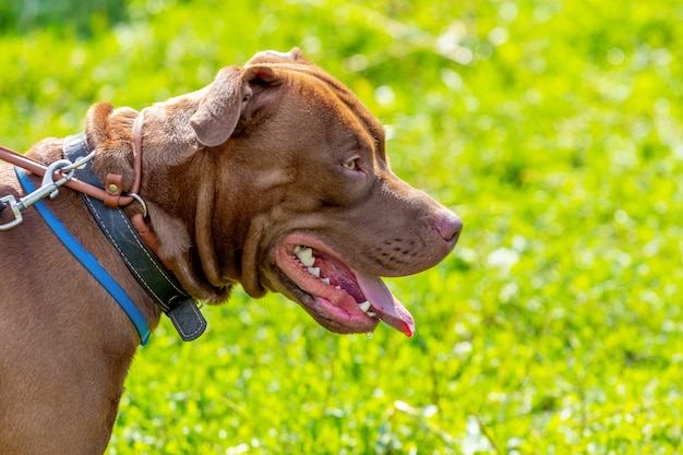 American Pit Bull Terrier, close-up portrait of aggressive dog in profile on blurred background