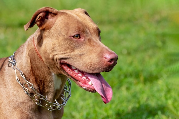 American Pit Bull Terrier closeup portrait of aggressive dog in profile on blurred background