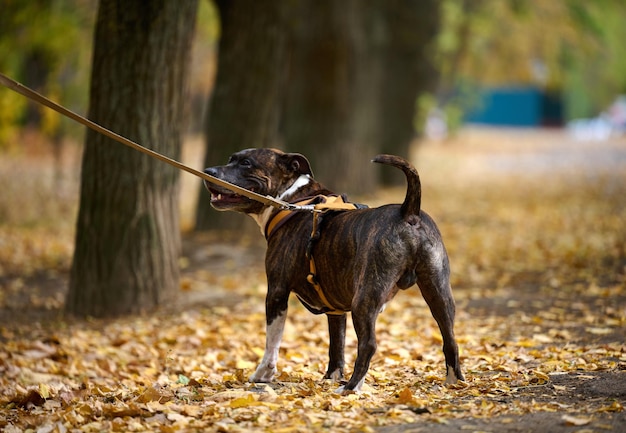 American Pit Bull Terrier dog on a leash stands in the autumn park. The animal stands with its back