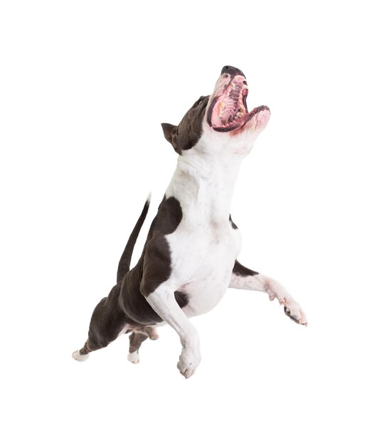 Foto pit bull terrier americano su sfondo bianco