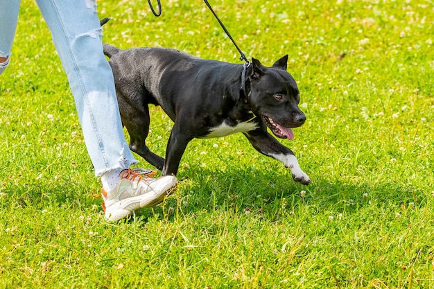 American Pit Bull Terrier with black fur on a walk in the park. The girl leads a large aggressive dog on a leash