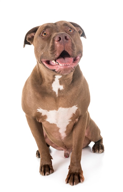 american pitbull in studio