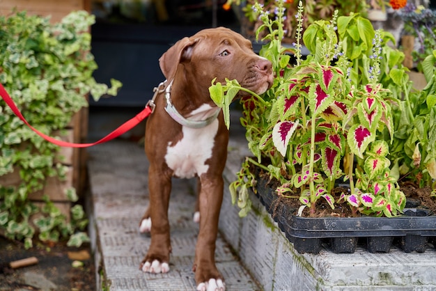 American pitbull terrier puppy on leash smell flowers in flowerbed walking with dog in garden