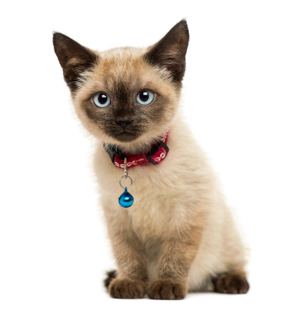 American Polydactyl kitten sitting looking at the camera isolated on white