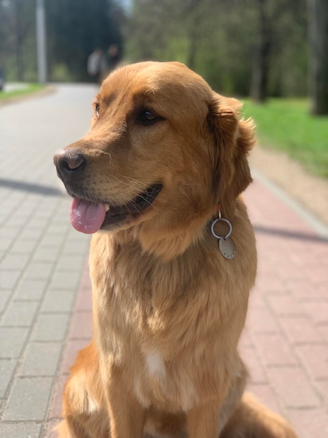 American red golden retriever sits with his tongue hanging out in a beautiful summer forest