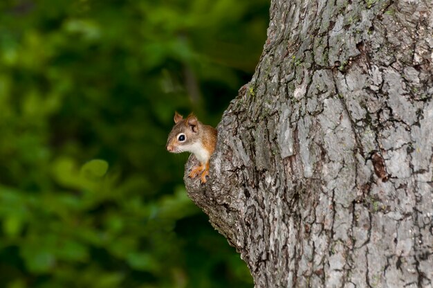 American Red Squirrel peeking out of his nest hole in an old tree trunk