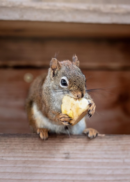 American red squirrel (Tamiasciurus hudsonicus) eating piece of fruit, closeup detail