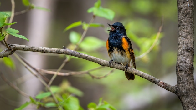 ハゴロモムシクイ（Setophaga ruticilla）