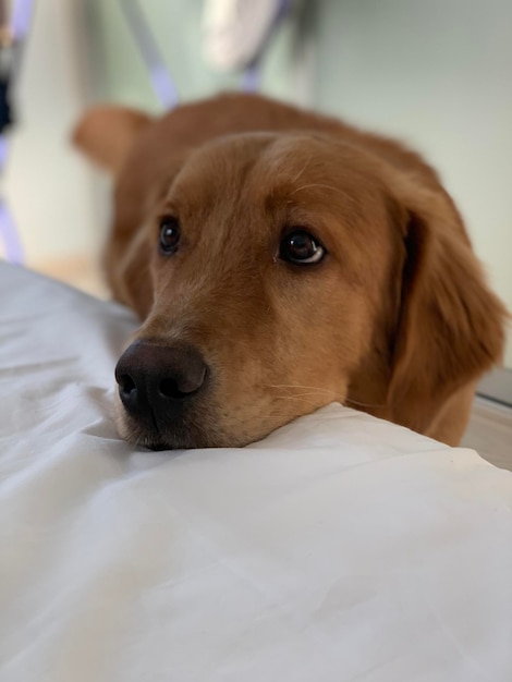 American retriever redhaired dog wakes up his master by putting his blacknosed muzzle on the bed