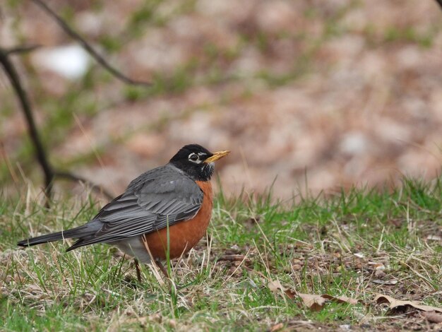 Photo american robin bird in grass