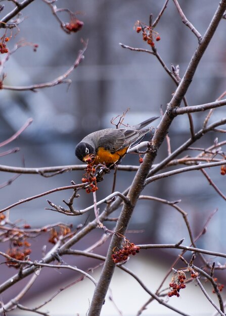 American robin eating hawthorne berries