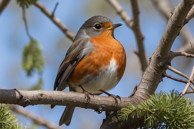 American Robin perched in a tree