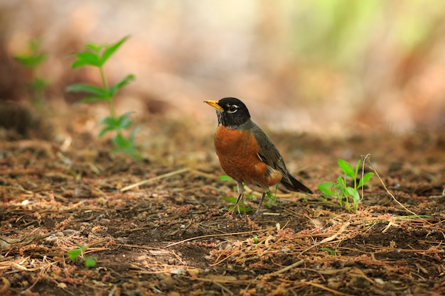 Photo american robin in springtime