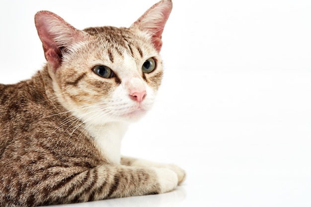 Photo american short hair cat lying