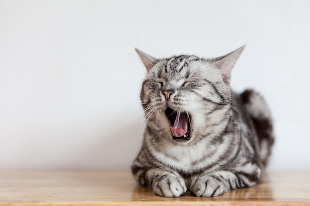 アメリカのショートヘア猫は眠いです