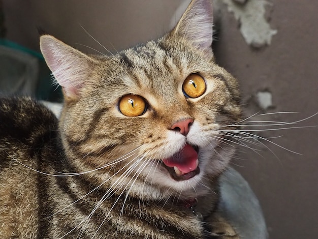 American Shorthair Cat Yawning