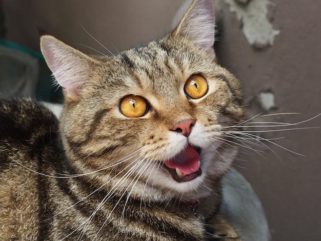 American shorthair cat yawning