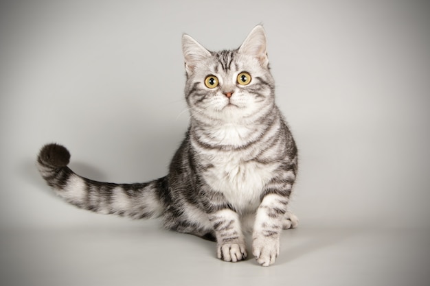 American shorthair cat 