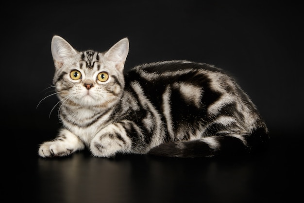 アメリカンショートヘアの猫