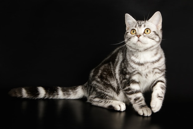 アメリカンショートヘアの猫