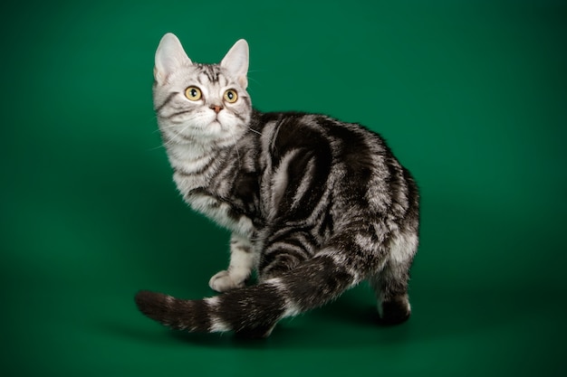 American shorthair cat 