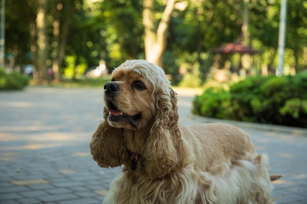 ペットと親友の犬のアメリカン・スパニエルのコンセプト