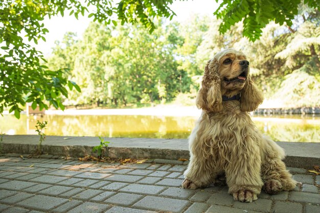 ペットと親友の犬のアメリカン・スパニエルのコンセプト