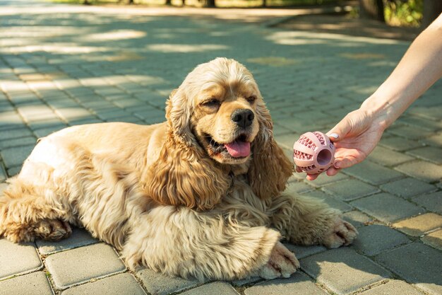 American spaniel concept of pet and best friend dog