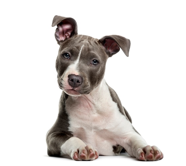 American Staff puppy in front of white wall