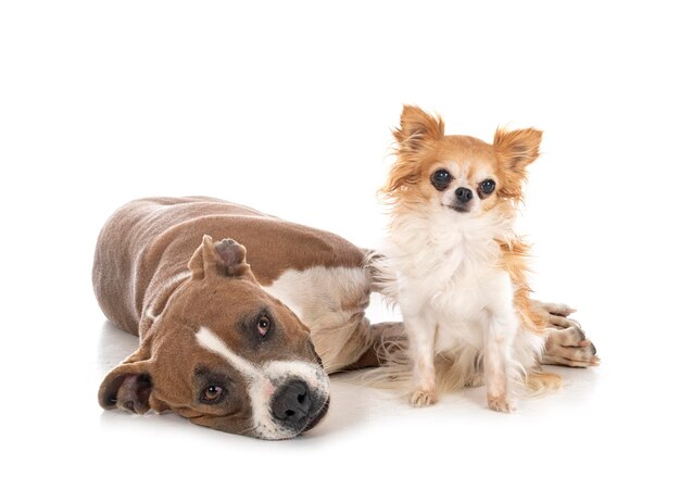 Photo american staffordhire terrier and chihuahua