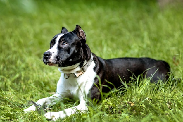 American Staffordshire Terrie