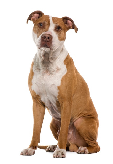 American Staffordshire terrier, 9 years old, sitting in front of white wall