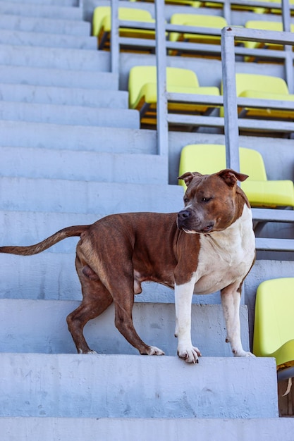 American Staffordshire Terrier of brindle color with white spots stands on the steps of the stands Amstaff stands in half a turn looks from under the forehead Zoo photo portrait