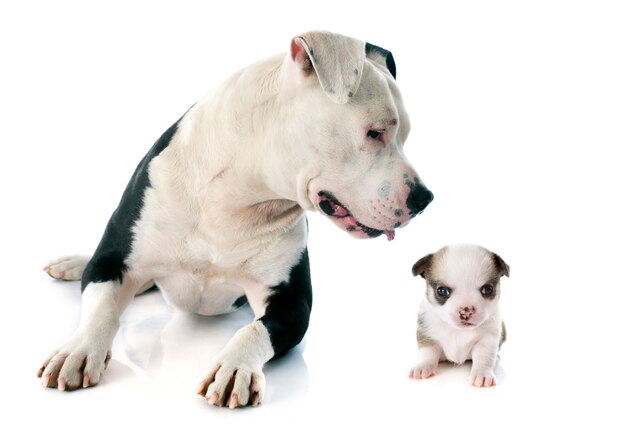 american staffordshire terrier and chihuahua