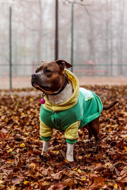 American Staffordshire Terrier in clothes stands in fallen leaves Attentive amstaff concentrations autumn photo portrait