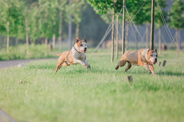 American Staffordshire terrier dog in the morning