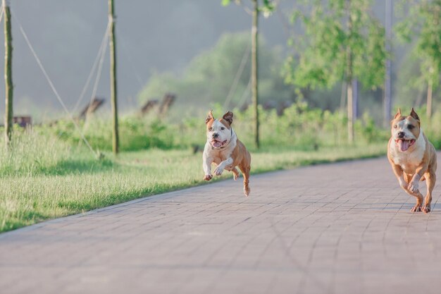 American staffordshire terrier dog in the morning