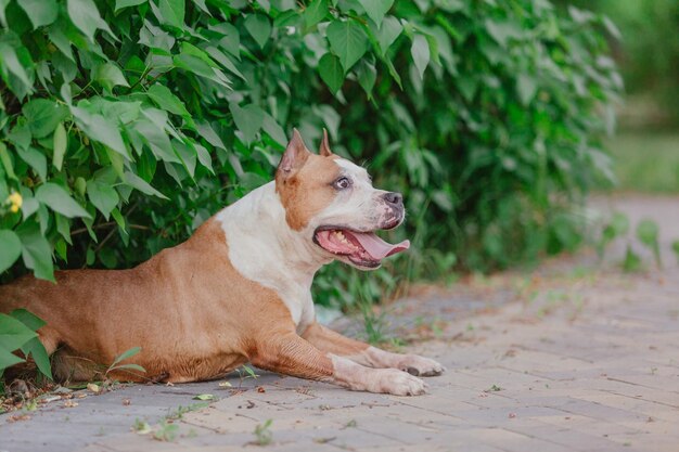 朝のアメリカンスタッフォードシャーテリア犬