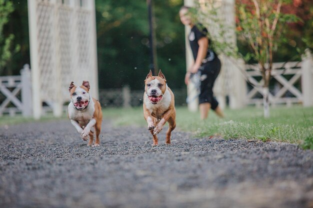 朝のアメリカンスタッフォードシャーテリア犬