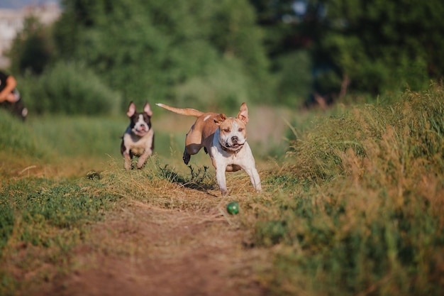 朝のアメリカンスタッフォードシャーテリア犬