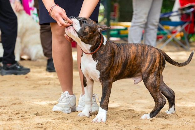 American Staffordshire Terrier at a dog show