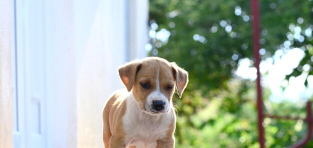 Photo american staffordshire terrier dog