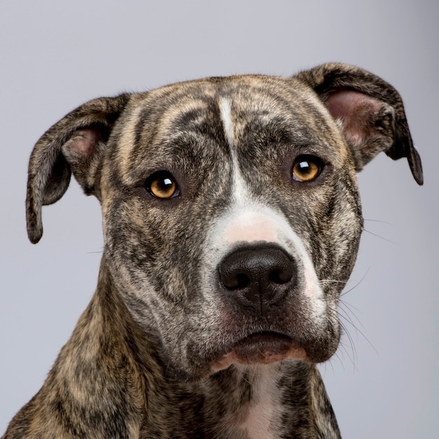 American Staffordshire terriër met 18 maanden.